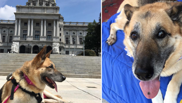 Thực hiện ‘danh sách ước nguyện’ đầy ý nghĩa của cô chó già có tuổi thơ bất hạnh