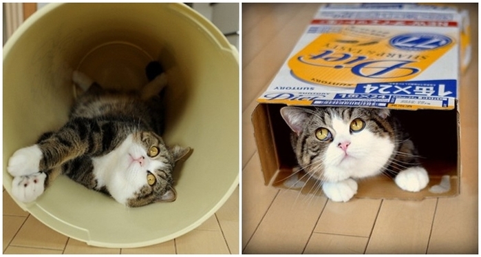 Những chú mèo nổi tiếng thế giới thu về bộn tiền nhờ nghề ‘độc’