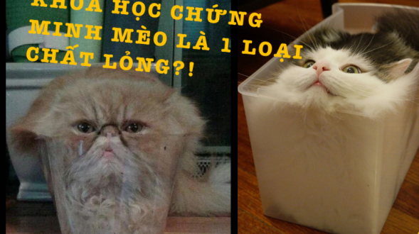 20 bức ảnh chứng minh mèo là loại ‘chất lỏng’ dễ thương nhất trên đời