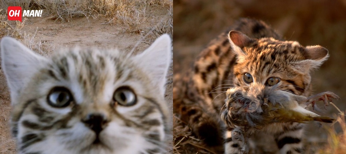 Loài mèo nguy hiểm nhất thế giới: Sát thủ đích thực đằng sau vẻ ngây thơ vô tội