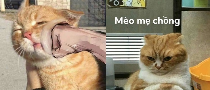 Bộ ảnh tổng hợp những biểu cảm khó đỡ của mèo khiến cộng đồng mạng "phát cuồng"