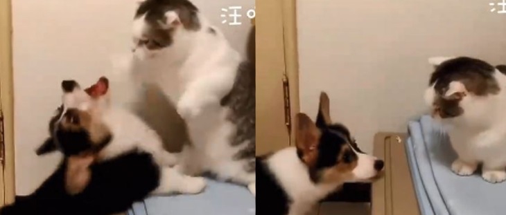 Cười nghiêng ngả với ‘đại chiến’ chó mèo giữa corgi chân ngắn và mèo mập