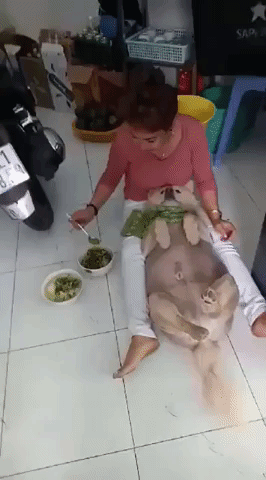  Chết cười với hình ảnh boss lười chảy thây , thà nhịn đói còn hơn ăn cơm mà không có người đút