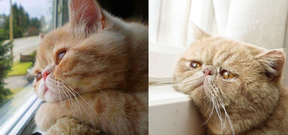 Loạt ảnh "quàng thượng bên ô cửa sổ" khiến không ít con sen phải "trụy tim" vì quá "deep"