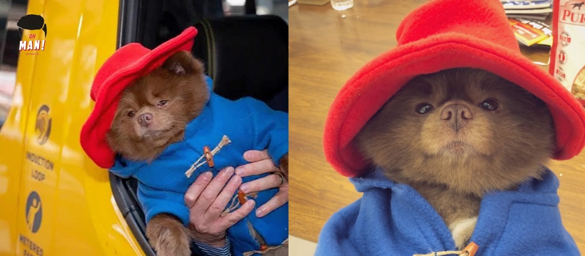 Màn cosplay nhân vật gấu Paddington cực ấn tượng của chú chó từng bị chủ bỏ rơi