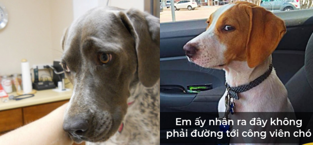 Biểu cảm khó đỡ của các ‘boss’ khi bị ‘sen’ phản bội, lén đem đến gặp bác sĩ thú y