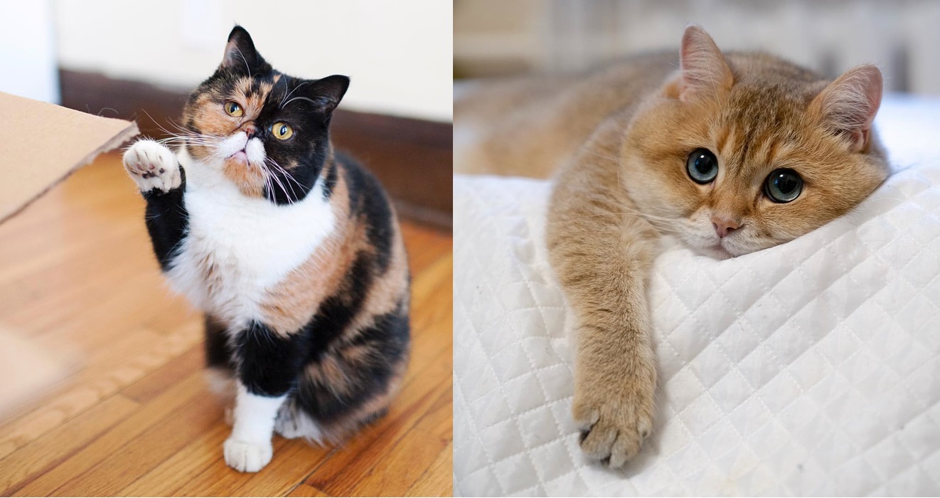 "Lạc lối" trước đôi mắt quyến rũ và hút hồn của các "boss mèo", liệu có sen nào cưỡng nổi?