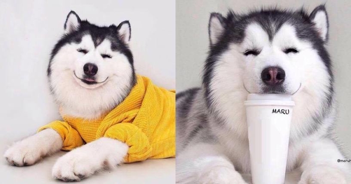 "Cười rụng rốn" trước 50 sắc thái biểu cảm chẳng giống ai của trùm ngáo Husky