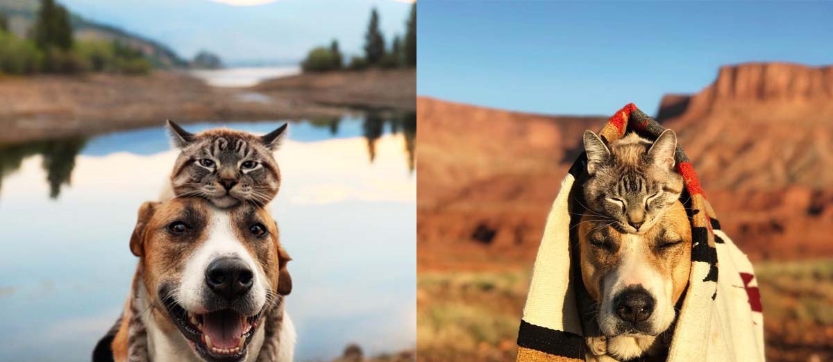 Đôi bạn chó và mèo "cõng nhau đi khắp thế gian" thu hút cả triệu lượt theo dõi trên mạng xã hội