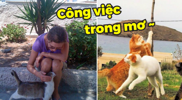 Tin tuyển dụng nhân viên chăm sóc mèo trên đảo Hy Lạp nhận được hơn 35.000 ứng tuyển