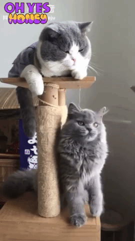 Trên thế giới có hai kiểu hoàng thượng mà không phải con sen nào cũng biết 2