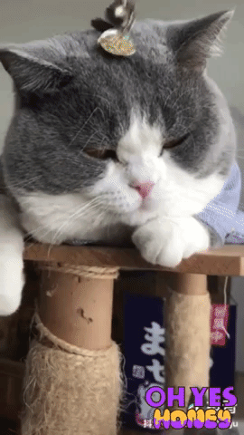 Trên thế giới có hai kiểu hoàng thượng mà không phải con sen nào cũng biết 3