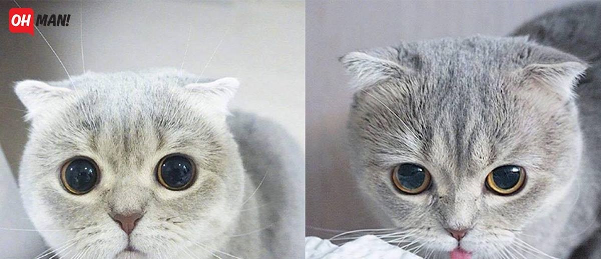 Các sen sẽ trở nên "hoảng loạn" khi nhìn vào đôi mắt hút hồn này