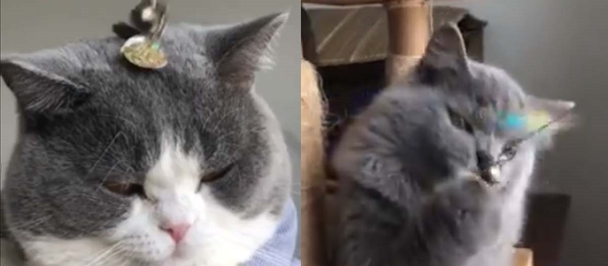 Trên thế giới có hai kiểu "hoàng thượng" mà không phải "con sen" nào cũng biết