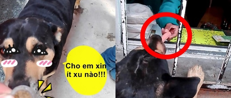 Chú chó thông minh biết "kiếm tiền" và đi chợ khiến hàng triệu người "trố mắt" nể phục