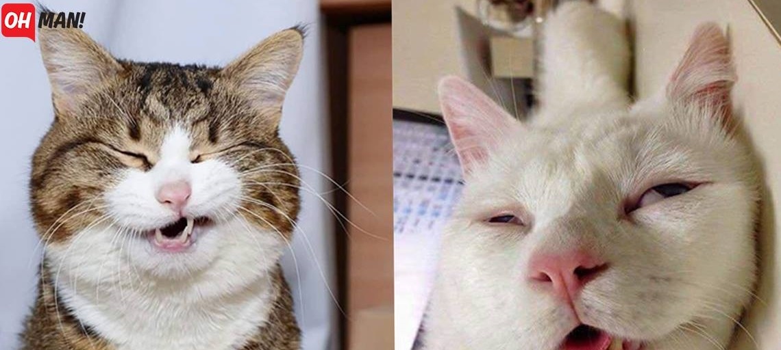 Sẽ ra sao khi bạn thích chụp hình nhưng con Sen lại chỉ thích... dìm hàng?