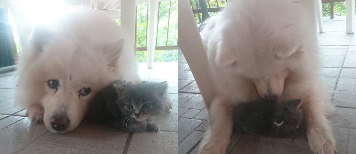 Cảm động trước tình bạn đẹp như mộng giữa "chàng" mèo đáng thương bị bỏ rơi và "quý cô" Samoyed