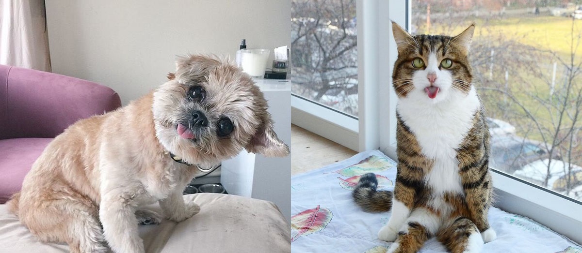 Bắt kịp ngay xu thế chụp hình kiểu “cute phô mai que” của boss và “hoàng thượng”