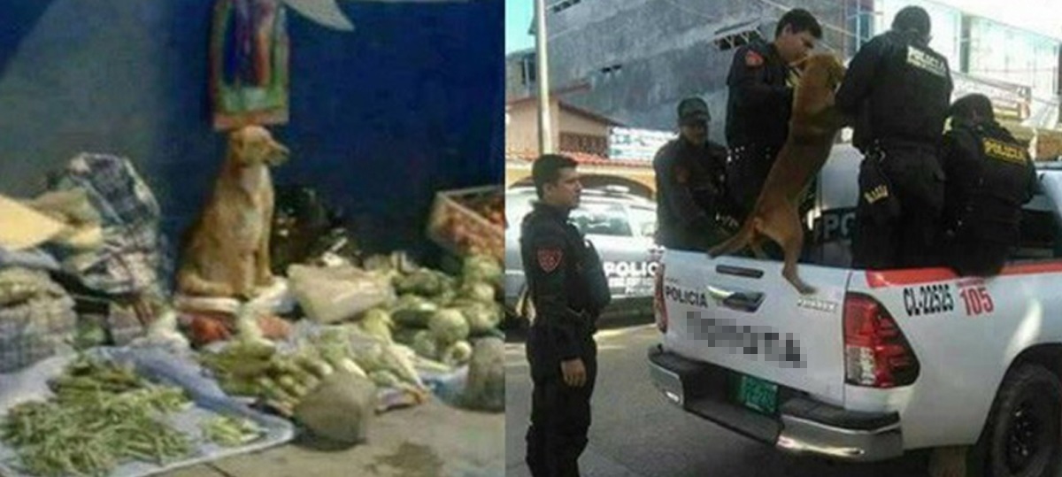 Cái kết "đắng" cho chú chó nghèo khổ phải tự buôn bán nuôi thân