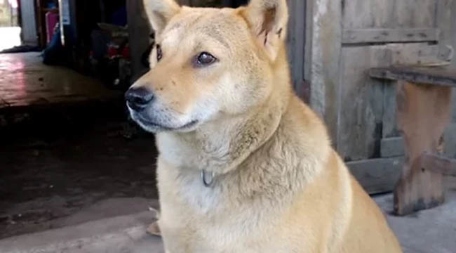 Quảng Ninh: Chú chó kì lạ có đôi lông mày lá liễu tự nhiên như tạc, chỉ ăn chay, nghe kinh niệm phật