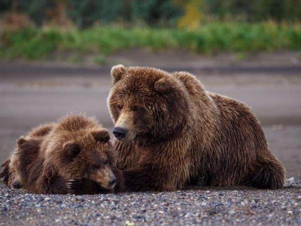 Sau 17 năm chỉ sống trong cũi hẹp, lần đầu tiên chú gấu được nô đùa ở nhà mới