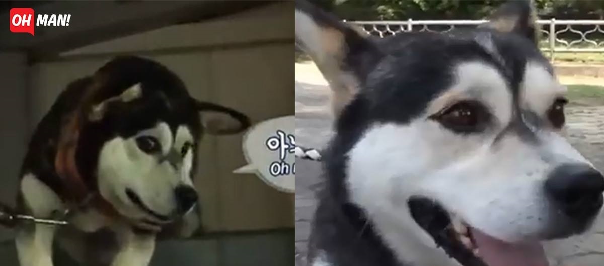 Không gì đau hơn khi cả dòng họ đều cao nhưng có mỗi mình là lùn!