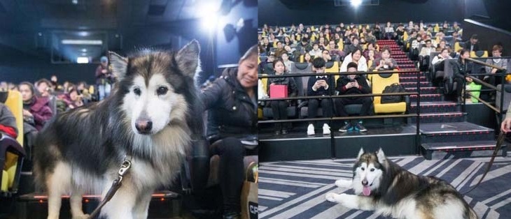 Suất chiếu phim đặc biệt dành cho chú chó Alaska và nguyên nhân khiến nhiều người xúc động