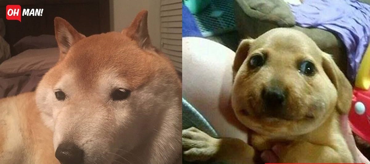 Tổng hợp những khoảnh khắc 'cười ra nước mắt' khi chứng kiến cảnh Boss bị... ong đốt