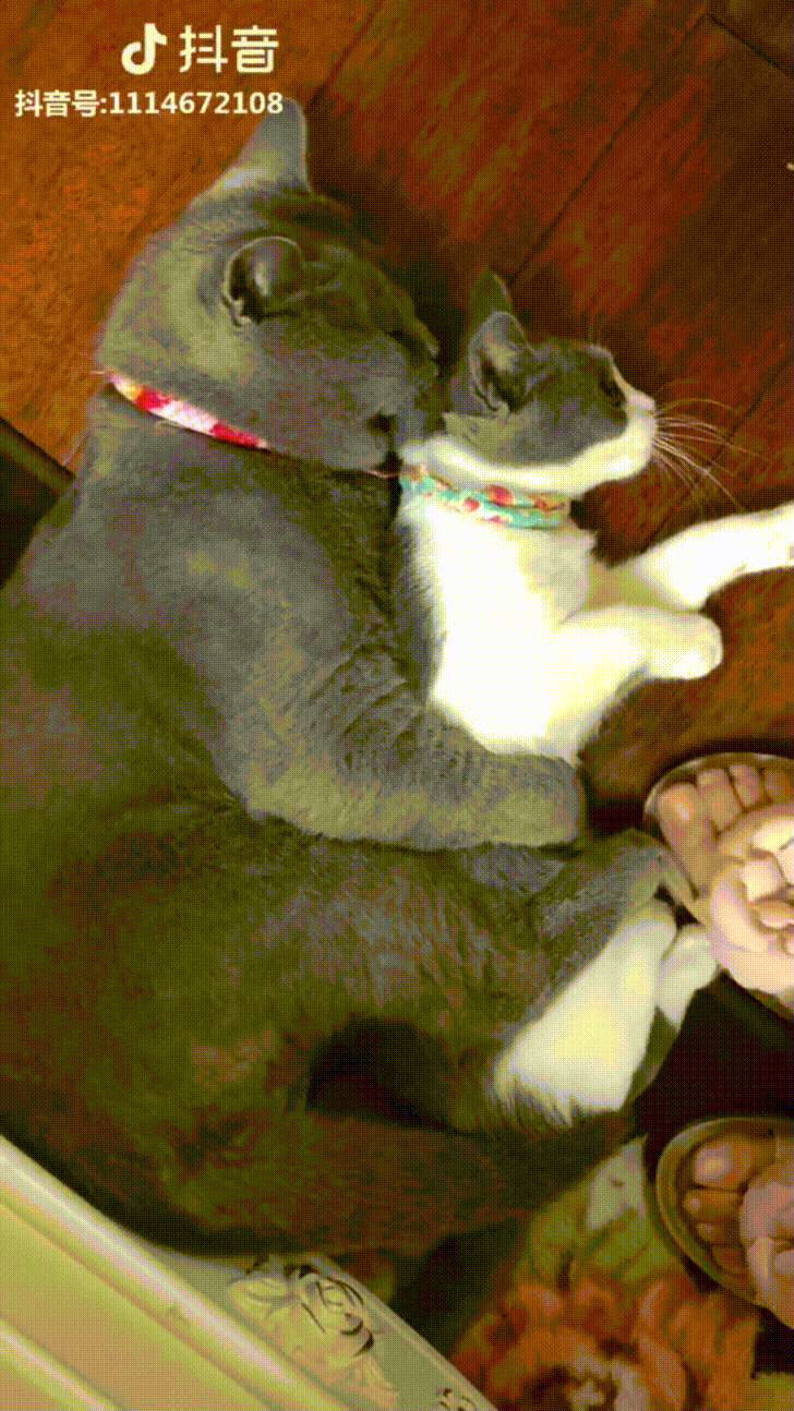 Quyết tâm bảo vệ crush đến cùng trước người thứ ba , hoàng thượng được CĐM khen nức nở  4