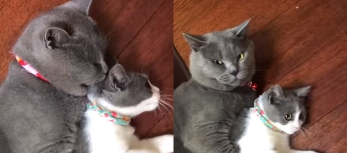 Quyết tâm bảo vệ "crush" đến cùng trước "người thứ ba", "hoàng thượng" được CĐM khen "nức nở"