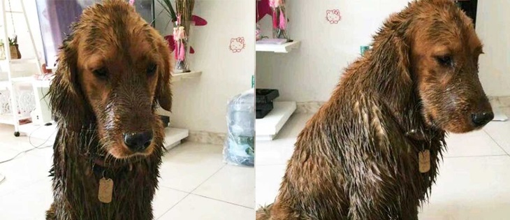 Chú chó Golden đầy bùn tỏ vẻ hối lỗi chờ bị mắng, bất ngờ cô hàng xóm báo tin chấn động