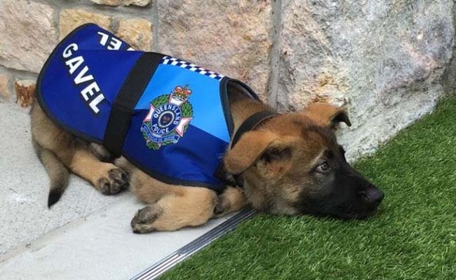Chú chó cảnh sát bị sa thải vì thích làm quen với người lạ, bỏ quên nhiệm vụ