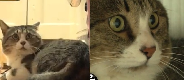 Quàng thượng siêu ‘nhát gan’: Lẩn trốn khắp nơi chỉ vì sợ… gà