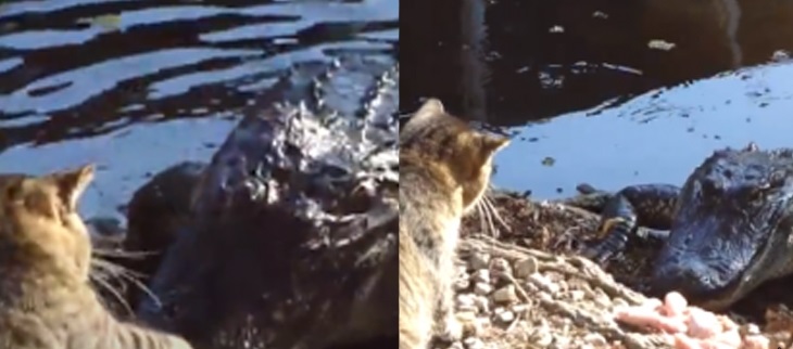 Cá sấu còn phải "bỏ của chạy lấy người" khi bị hoàng thượng liên hoàn tát vào mặt