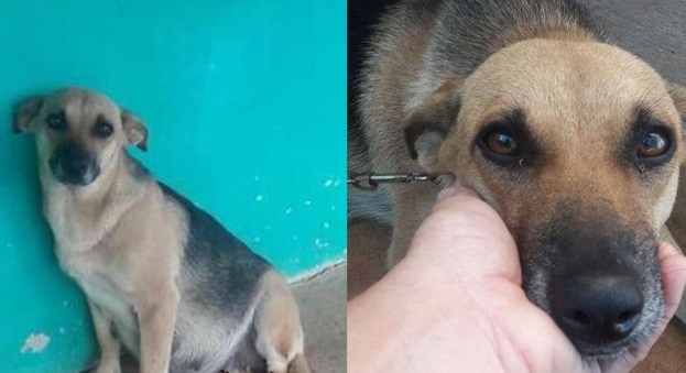 Xót xa cô chó ‘bụng mang dạ chửa’ bị bỏ rơi vẫn ngày đêm chờ chủ quay về