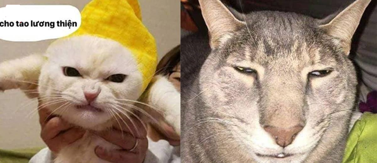 Tổng hợp những thể loại mèo "lạ" đang lấn chiếm hành tinh này