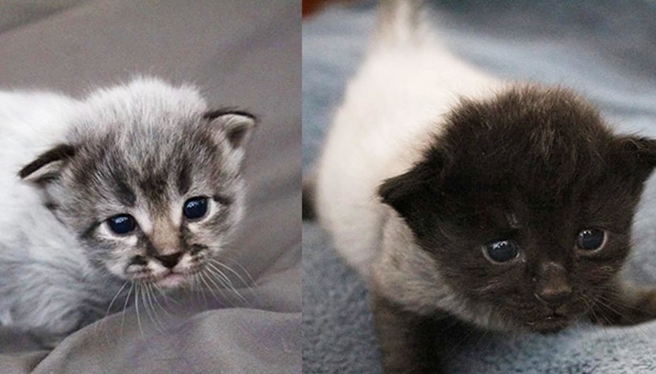 Lạ lùng căn bệnh kỳ lạ khiến bộ lông của các chú mèo con có thể đổi màu