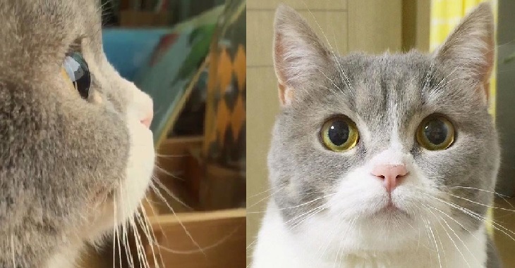 Hoàng thượng mèo đẹp hoàn hảo không góc chết, sen nhìn chỉ muốn gục ngã ngay!