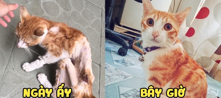 Hành trình hồi phục của bé mèo hoang gầy trơ xương cho đến khi trở thành chú mèo béo ú