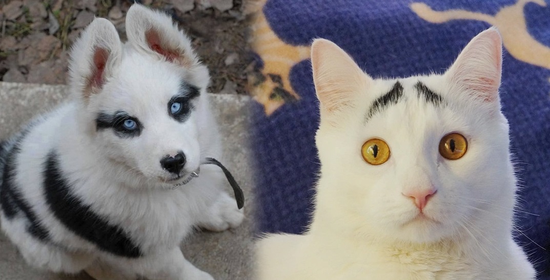 Bất ngờ với vẻ ngoài "sai quá sai" của những bé thú khiến chúng ta phải thốt lên: "Lỗi định mệnh!"