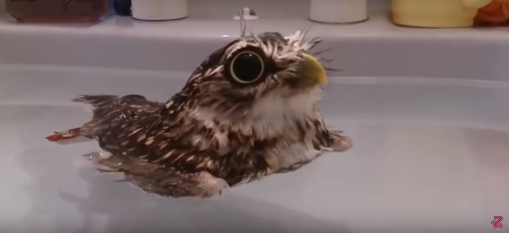 Đây là lí do cú mèo được coi là thú cưng được ưa thích chẳng kém gì các bé chó mèo