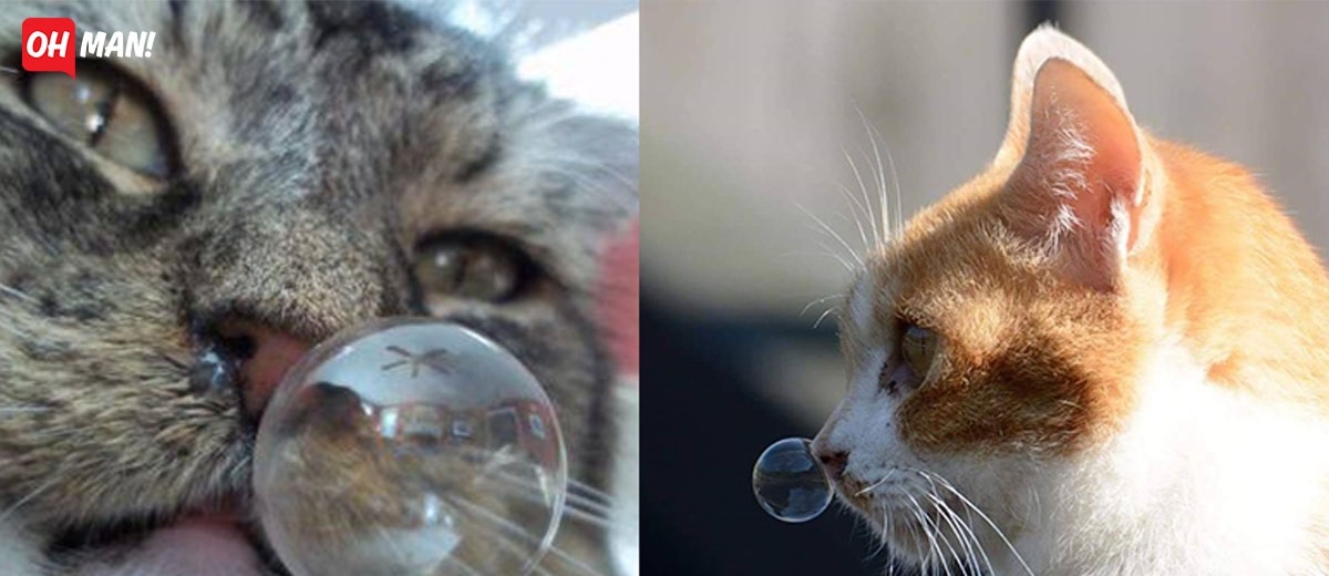 Cười té ghế các khoảnh khắc khi "hoàng thượng" bị sổ mũi