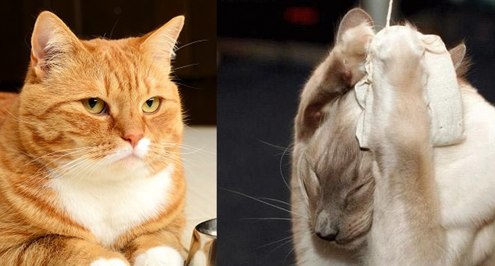 Khám phá 11 nguyên nhân khiến các "Hoàng thượng mèo" cáu với sen