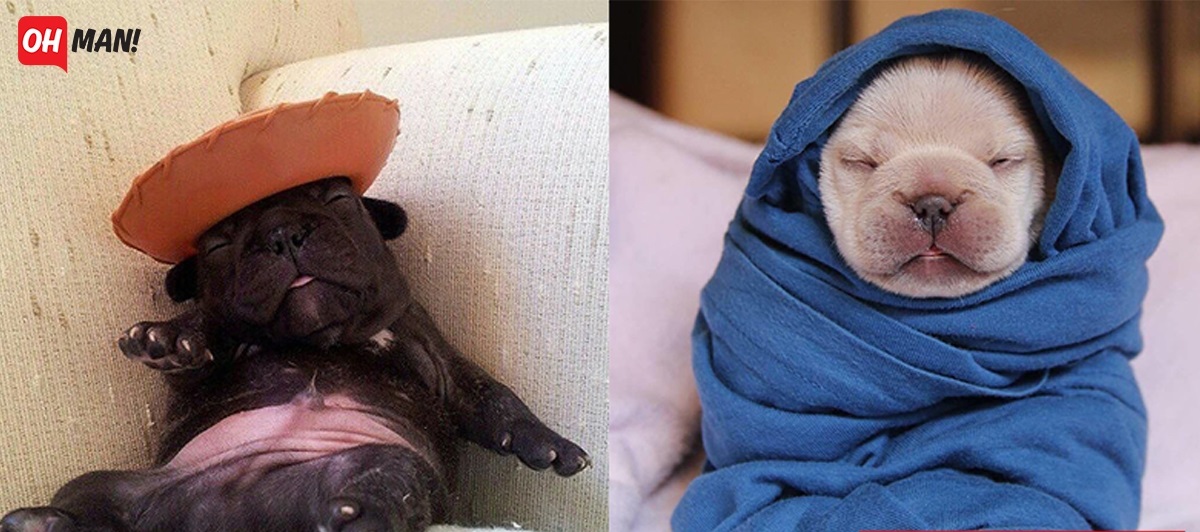 Cùng ngắm gia đình bulldog đáng yêu nhất hệ mặt trời đang 'gây bão' cộng động mạng