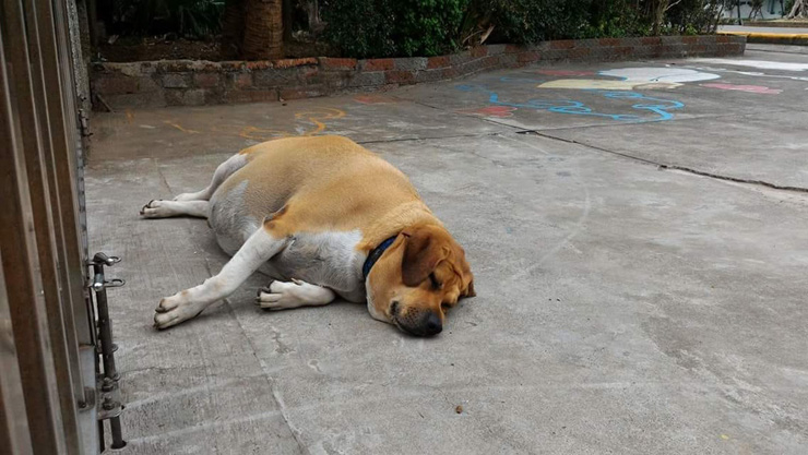 Hài hước ngôi trường quy định cấm cho chó gác cổng ăn vì nó quá béo không đi nổi