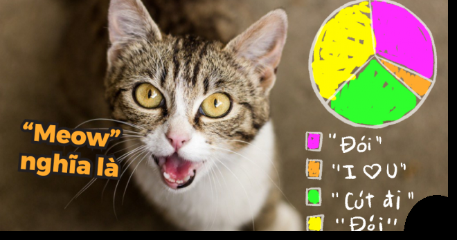 Bạn có biết: Loài mèo phát minh ra ngôn ngữ ‘meo meo’ chỉ để giao tiếp và… ra lệnh cho chúng ta!