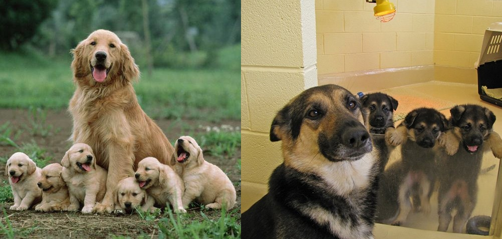 "Rụng tim" với loạt ảnh các "phụ huynh cún" tự hào bên cạnh những đứa trẻ của chúng