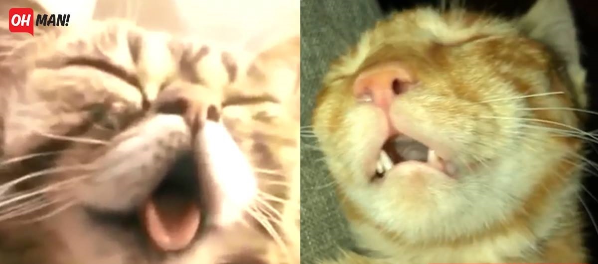 Ăn thì ăn nhiều cho mập thây rồi ngủ thì ngáy như lợn, có ai như mày không hả Hoàng thượng?