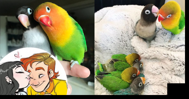 Chuyện tình đáng yêu của đôi chim vẹt khác nhau như trời và đất sẽ khiến trái tim bạn ‘tan chảy’