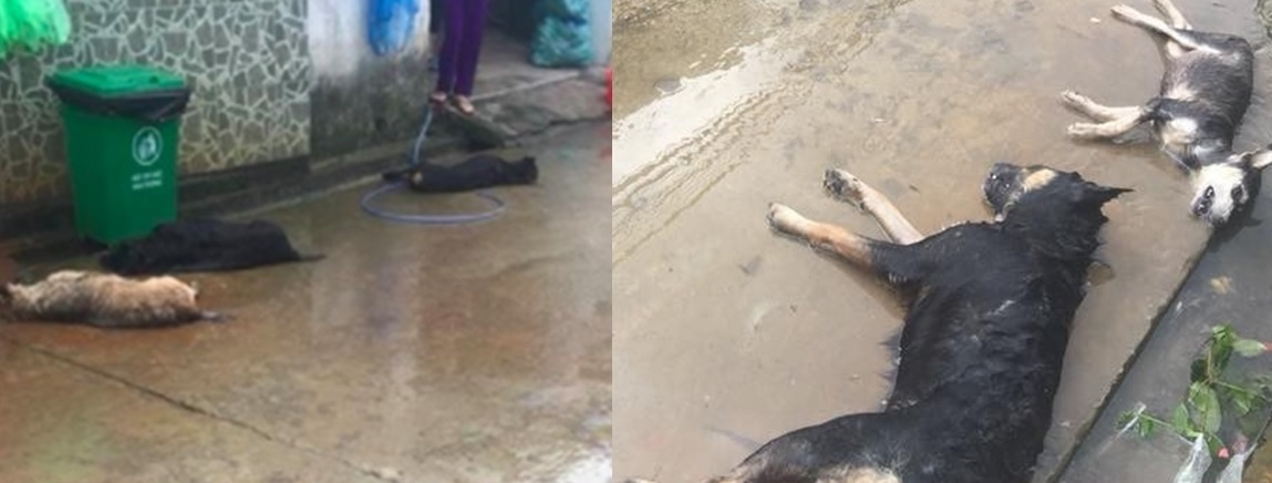 Chó cả xóm bị đánh bả chết trong đêm, CDM phẫn nộ: "Làm thế có còn là người nữa hay không?"